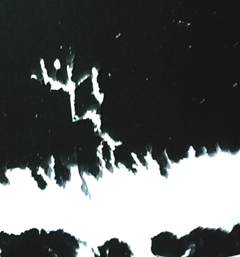 鳥アートはギネス申請中!