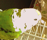 謎のアーティストP